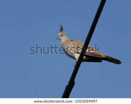 Crested Pigeon (Ocyphaps lophotes) perched on a powerline with a clear blue sky background.
