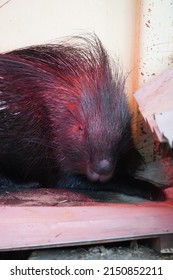 Crested Porcupine Having A Sleep