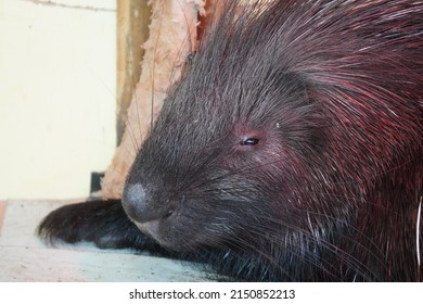 Crested Porcupine Having A Sleep