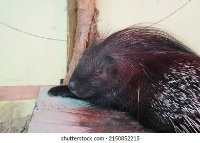 Crested Porcupine Having A Sleep