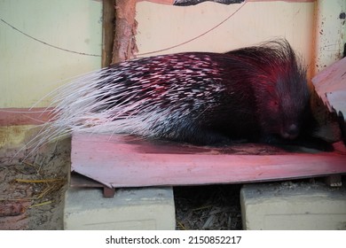 Crested Porcupine Having A Sleep