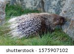 The crested porcupine (Hystrix cristata) also known as the African crested porcupine, is a species of rodent in the family Hystricidae found in Italy, North Africa, and sub-Saharan Africa. 