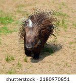 The crested porcupine (Hystrix cristata), also known as the African crested porcupine, is a species of rodent in the family Hystricidae native to Italy, North Africa and sub-Saharan Africa