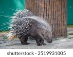 The crested porcupine (Hystrix cristata) is a species of rodent in the family Hystricidae native to Italy, North Africa and sub-Saharan Africa.
It is recognizable by the quills that run along the head