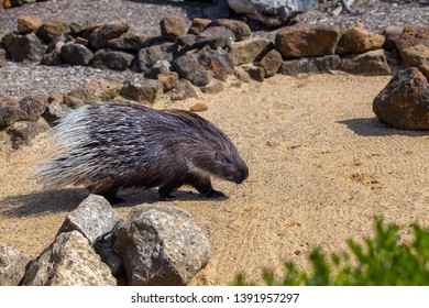 Crested Porcupine On The Move 