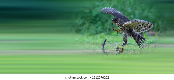 eagle catching snake