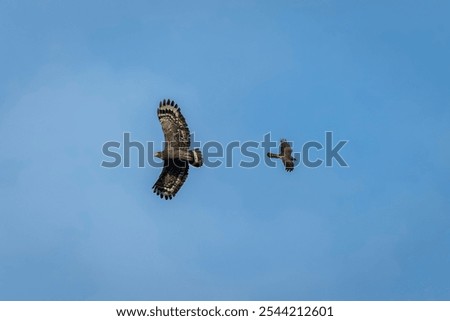 Crested serpent eagle and grey-faced buzzard in fligh