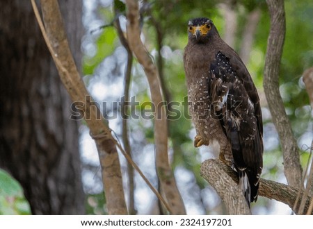 The Crested Serpent Eagle is a medium-sized bird of prey found mostly in Asian countries. This amazing bird was captured at Wilpattu National Park, Sri Lanka. It is a raptor, ready to hunt.