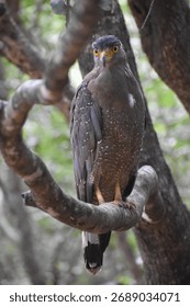 Crested Serpent Eagle observing his surroundings while firmly situated on a tree branch with immense curiosity.
