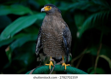Crested Serpent Eagle Perched with Intense Gaze Against Lush Green Foliage