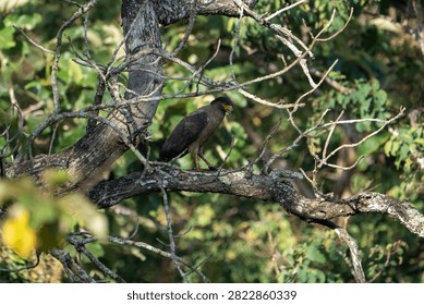 A Crested Serpent Eagle perches alertly on a lichen-covered tree branch amid the dry deciduous forest of Bandipur Tiger Reserve, southern India. The bird displays its characteristic dark brown plumage, yellow cere, and hooked beak as it surveys the forest understorey. Dappled natural light filters through the canopy, illuminating the raptor against a backdrop of lush green foliage.