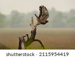 Crested Serpent Eagle or Spilornis cheela migratory bird with full wingspan ready to fly or leaving perch at keoladeo national park or bharatpur bird sanctuary rajasthan india