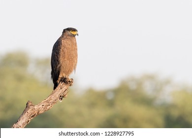 south nicobar serpent eagle