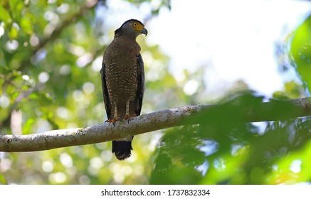 Crested Serpent Eagle (Spilornis Cheela) In The Danum Valley Conservation Area