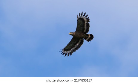 Crested Serpent Eagle (Spilornis cheela) flying off with a prey, a snake, in its claws. Taken in a hot sunny morning in Sarawak, Malaysian Borneo. - Shutterstock ID 2174835157