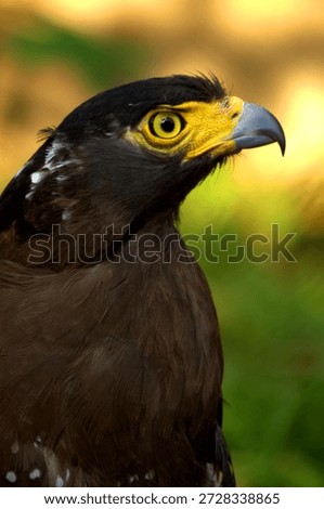 Crested Serpent Eagle with Yellow Cere and White-Spotted Plumage

A close-up photograph of a Crested Serpent Eagle (Spilornis cheela), highlighting its sharp, curved beak and intense yellow eye. The bird’s yellow cere—the fleshy area around the beak—adds vibrancy to its facial features. Its plumage is dark brown with white spots visible on the neck and upper wing area, and the feather texture is captured in fine detail. The blurred green background enhances the eagle’s regal presence and anatomical clarity. This image is ideal for themes of raptor identification, avian anatomy, wildlife photography, and ornithological study.
Scientific Name: Spilornis cheela