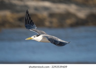 A Crested Tern bird flying with water and an island in the background - Shutterstock ID 2292539609