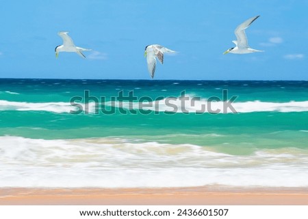 Crested tern (Thalasseus bergii), a medium-sized bird with white and gray plumage, the animal flies low over the sandy beach on the seashore, looking for food.