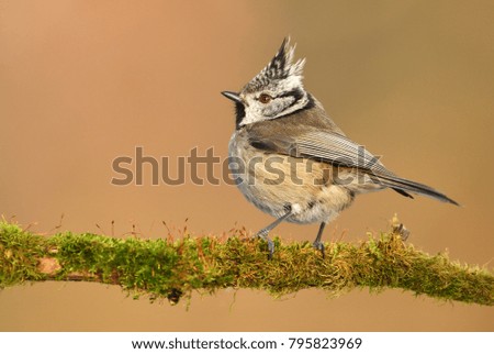 Similar – Image, Stock Photo Wagtail on rocks Nature