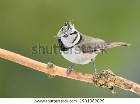 Similar – Vogel auf einem Zweig 1