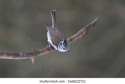 crested tit on a twig. forest - Shutterstock ID 1668222721