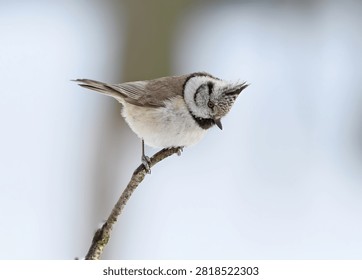 A crested tit perched on a thin diagonal branch, looking down against a blurry background.