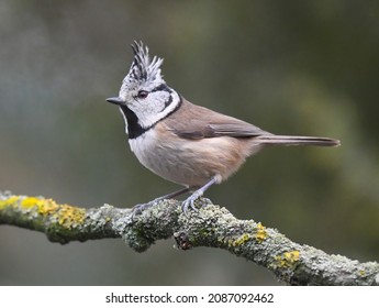 Crested tit with stuffed crest on a branch. - Shutterstock ID 2087092462