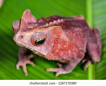 crested toad from the Amazon rainforest.