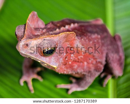 crested toad from the Amazon rainforest.
