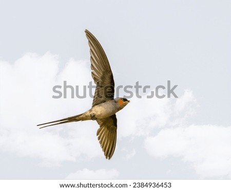 Crested Tree swift in flight on a regular track after taking of from its perch in its natural habitat 