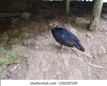 Crestless Curassow Chick (Pauxi Tomentosa Spix 1825) Cracidae Family. Amazon, Brazil