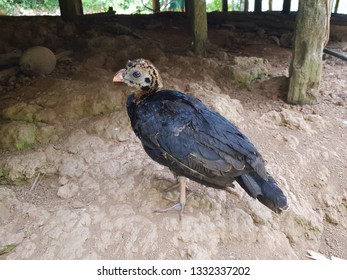 Crestless Curassow Chick (Pauxi Tomentosa Spix 1825) Cracidae Family. Amazon, Brazil