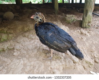 Crestless Curassow Chick (Pauxi Tomentosa Spix 1825) Cracidae Family. Amazon, Brazil