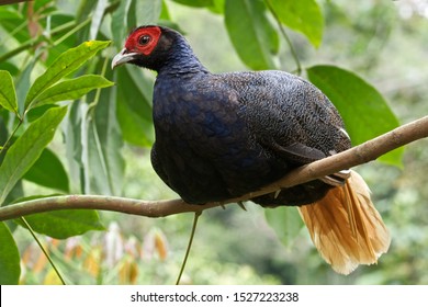 crestless fireback is a species of bird in the family Phasianidae. It is found in Brunei, Indonesia, Malaysia, and Singapore. Its natural habitat is subtropical or tropical moist lowland forests. 