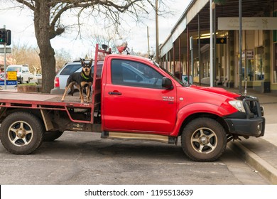 Creswick, AUSTRALIA - Aug 17 2018: Farmer Red Off Road Vehicle UTE With Kelpie Dogs On Platform Behind Driver Cabin, Iconic Australian Farming Scene In Front Of The Shop In Main Street Of The Town