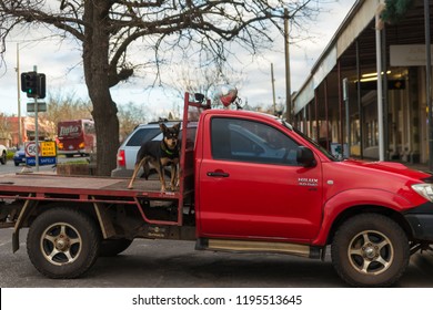 Creswick, AUSTRALIA - Aug 17 2018: Farmer Red Off Road Vehicle UTE With Kelpie Dogs On Platform Behind Driver Cabin, Iconic Australian Farming Scene In Front Of The Shop In Main Street Of The Town