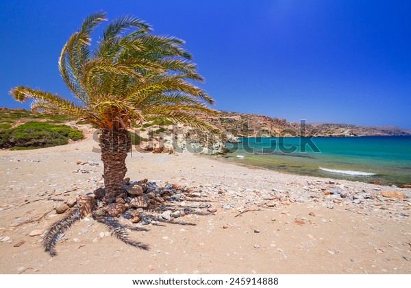 Cretan Date Palm Tree On Idyllic Stock Photo Edit Now 245914888