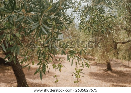 Cretan fields with olive trees during ripening in autumn before harvest, authentic Mediterranean countryside with greenery, traditional farming and rural lifestyle
