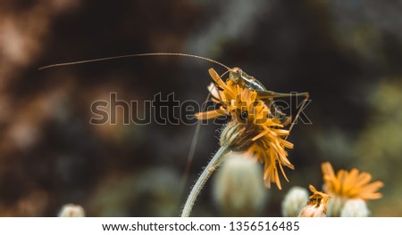 Creture on the flower Stock photo © 