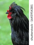 Crevecoeur Domestic Chicken, a French Breed from Normandy, Cockerel  