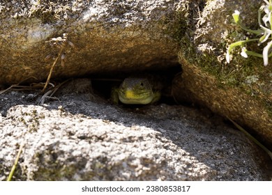 A crevice between massive rocks in which a lizard is hidden. We only see her head.