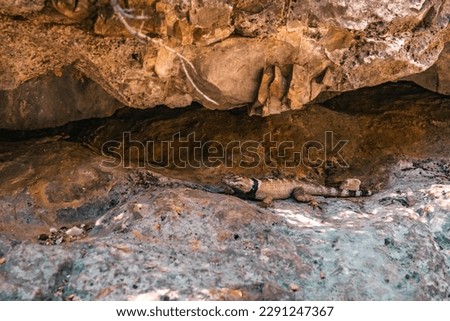 Crevice Spiny Lizard Between Rocks in Guadalupe Mountains National Park, Texas