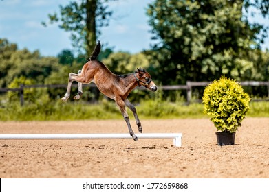 Crezy Cute Little Foal Running Galloping In The Horse Show Arena.