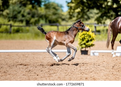 Crezy Cute Little Foal Running Galloping In The Horse Show Arena.