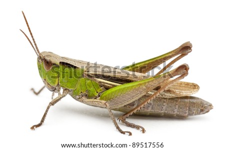 Cricket in front of white background
