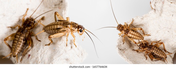 cricket - Gryllus assimilis - feeding insects - Powered by Shutterstock