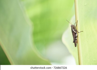 Cricket Insect Bug On A Palm Leaf Rain Drop