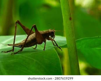 Cricket insect Close up Macro Image