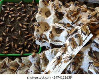 Cricket insect farm In a red and green plastic container. Many cricket insects on a tray of chicken eggs. Cricket insects for bird food and beauty products.