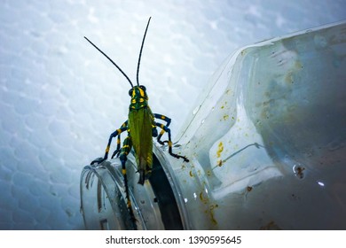 Cricket Insect On The Empty Bottle (orthoptera Order). It Is A Insect That Produces A Characteristic Sound Called Stridulation And Developed Hind Legs For The Jump.